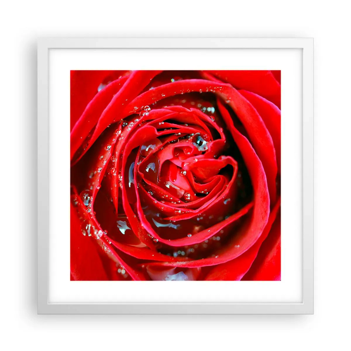 Affiche dans un cadre blanc - Poster - Dans les gouttes de rosée - 40x40 cm