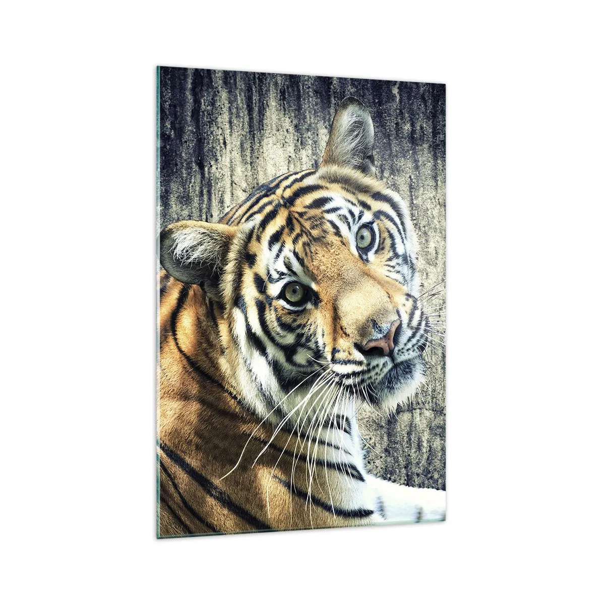 Impression sur verre - Image sur verre - Un tigre couché contre un mur à la texture rugueuse - 70x100cm - Portrait dans les flots de lumière - Décoration murale moderne pour le salon et la chambre ARTTOR