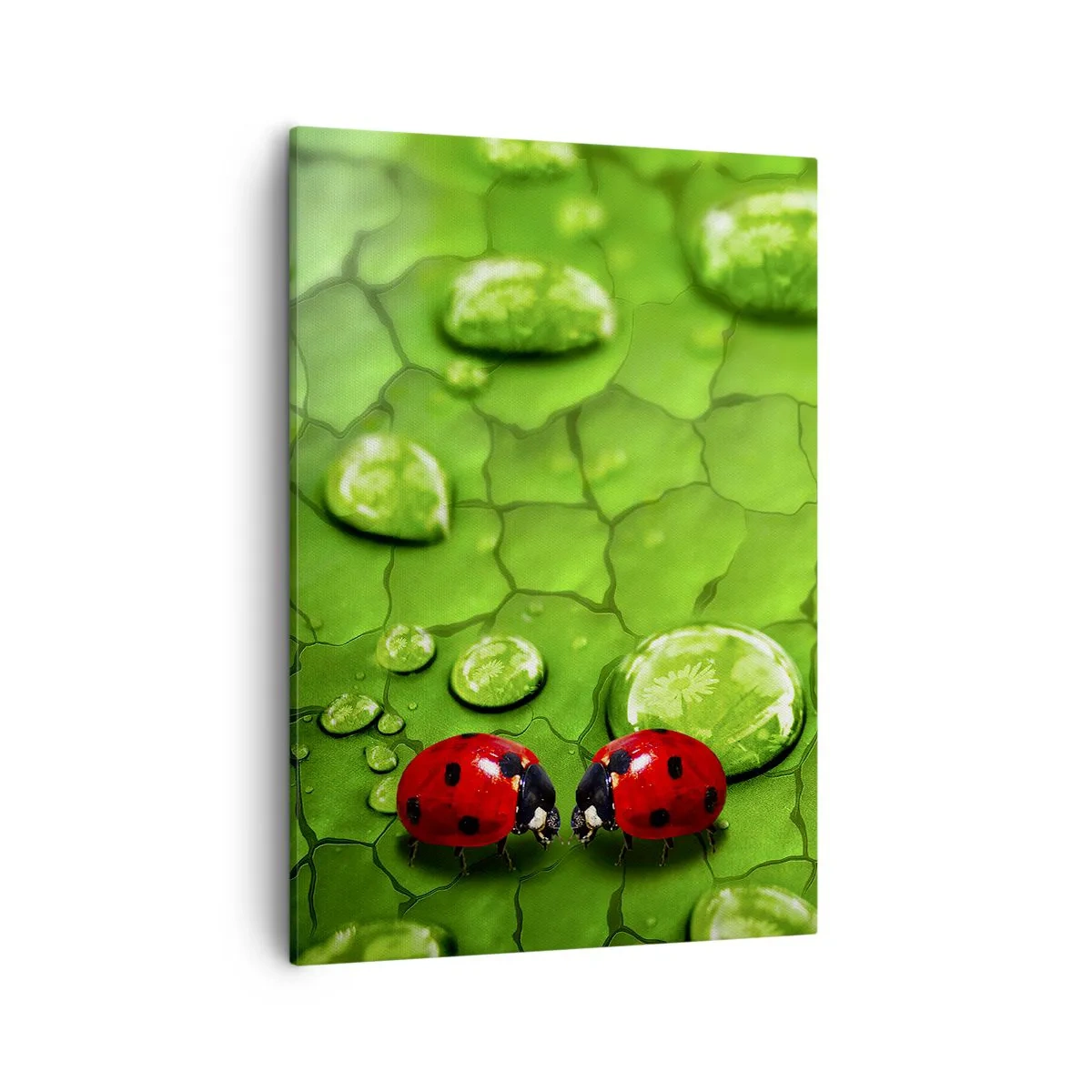 Impression sur toile - Image sur toile - Deux coccinelles sur une feuille avec des gouttes d'eau en macrophotographie - 50x70cm - Rendez-vous au vert - Décoration murale moderne pour le salon et la chambre ARTTOR