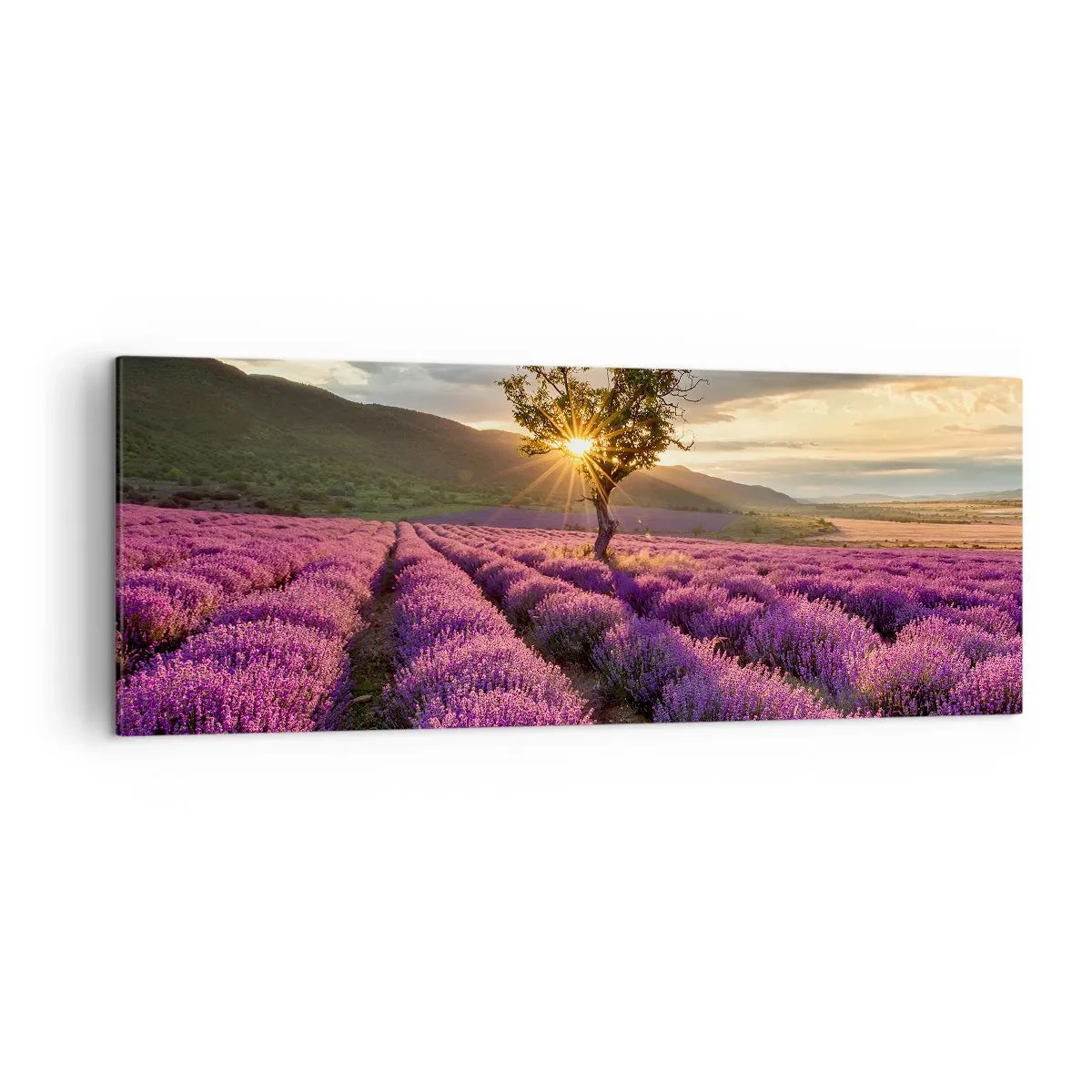 Impression sur toile - Image sur toile - Un champ de lavande avec un arbre solitaire au coucher du soleil - 140x50cm - Arôme de couleur lilas - Décoration murale moderne pour le salon et la chambre ARTTOR