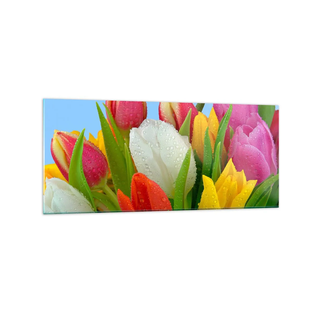 Impression sur verre - Image sur verre - Tulipes colorées couvertes de gouttes de rosée sur fond bleu - 120x50cm - Un arc-en-ciel fleuri en gouttes de rosée - Décoration murale moderne pour le salon et la chambre ARTTOR