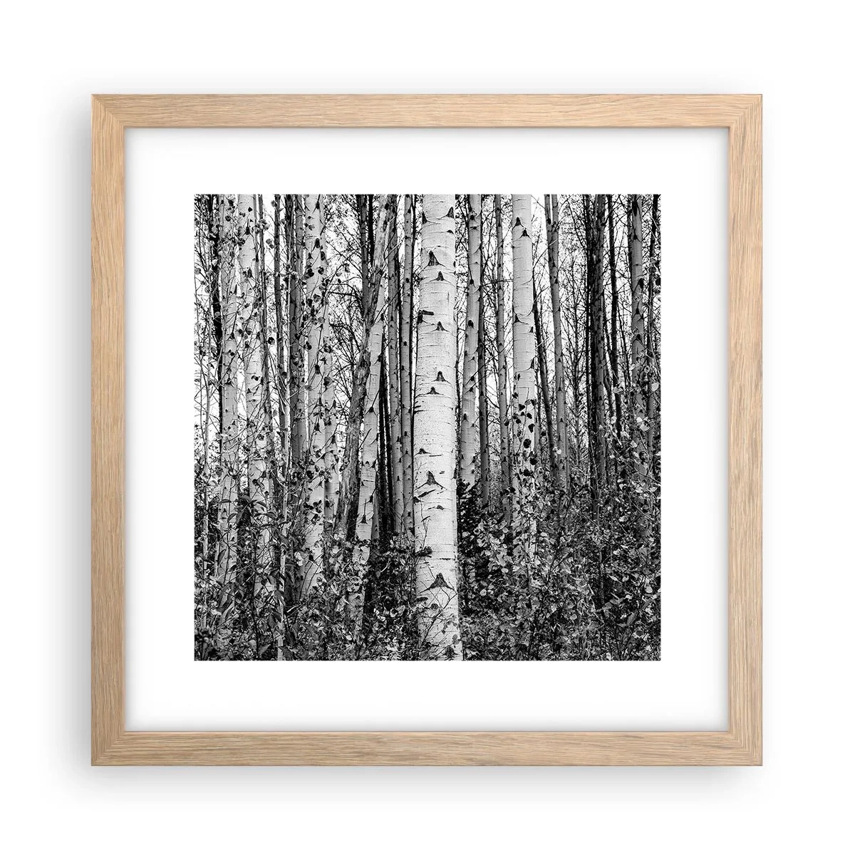 Affiche dans un chêne clair - Poster - Enchevêtrement de bouleau - 30x30 cm