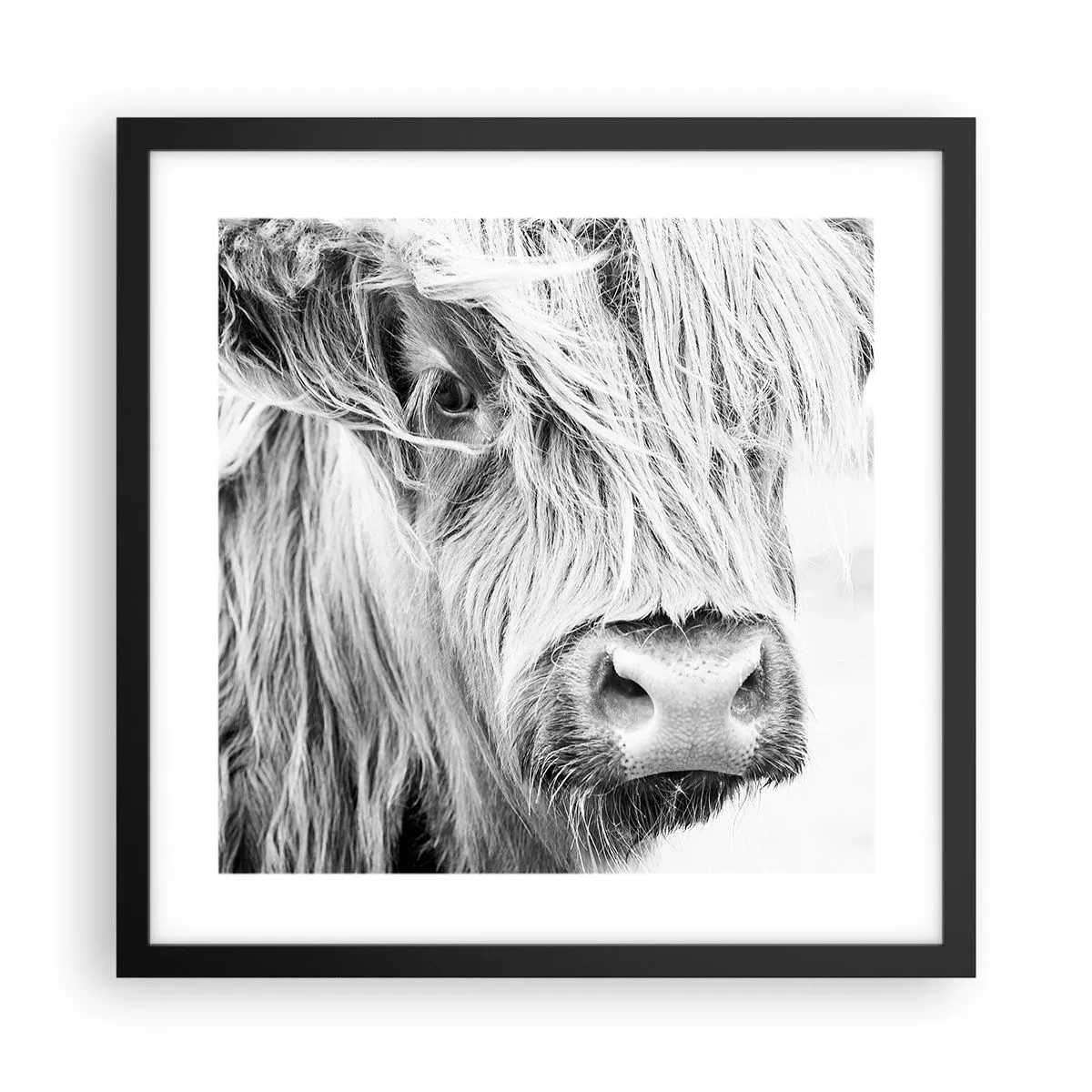 Affiche dans un cadre noir - Poster - Sauvagerie écossaise - 40x40 cm