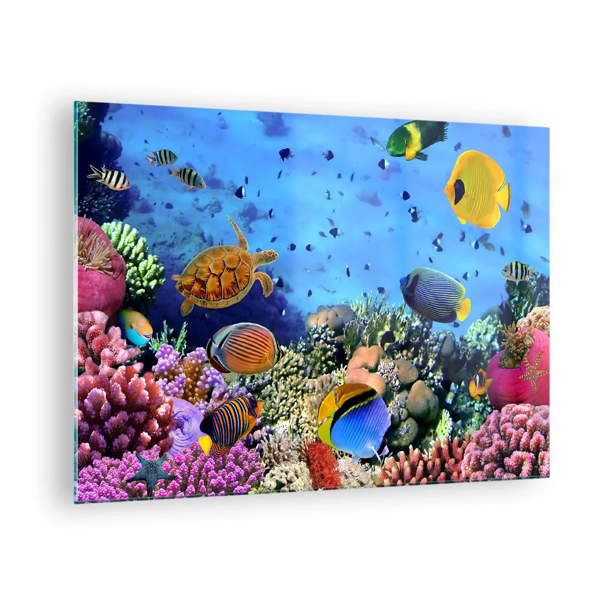 Impression sur verre - Image sur verre - Des poissons colorés et une tortue de mer contre un récif corallien - 70x50cm - Et que sait-on de la vie… - Décoration murale moderne pour le salon et la chambre ARTTOR
