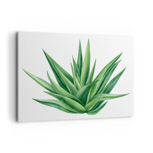 Impression sur toile - Image sur toile - Une plante verte juteuse sur fond blanc - 100x70cm - Vert – force – vie - Décoration murale moderne pour le salon et la chambre ARTTOR