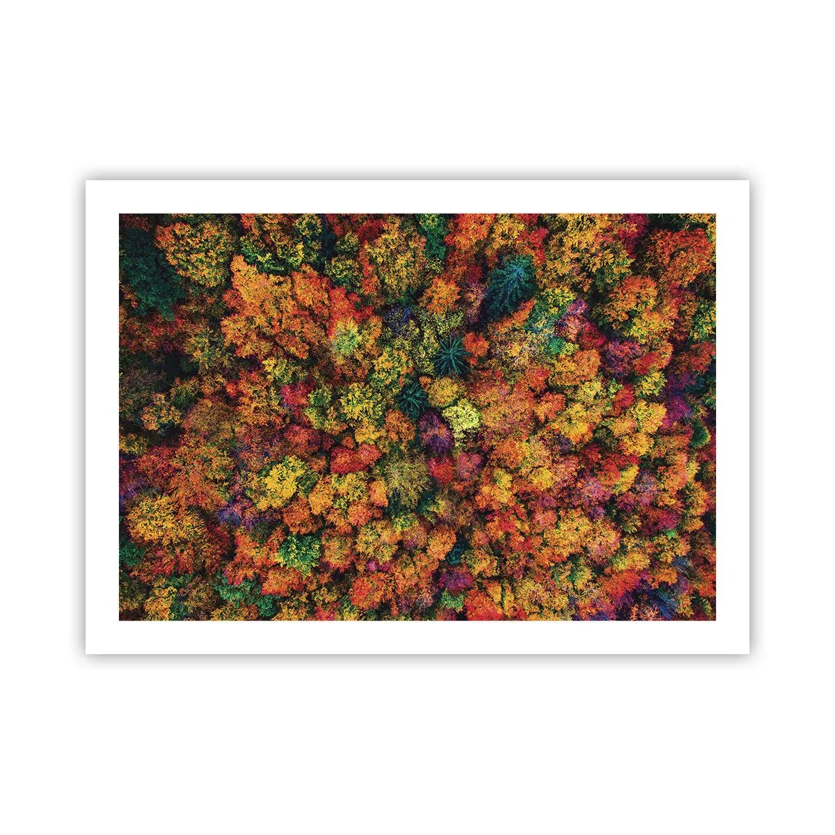 Affiche - Poster - Bouquet d'arbres automnal - 70x50 cm