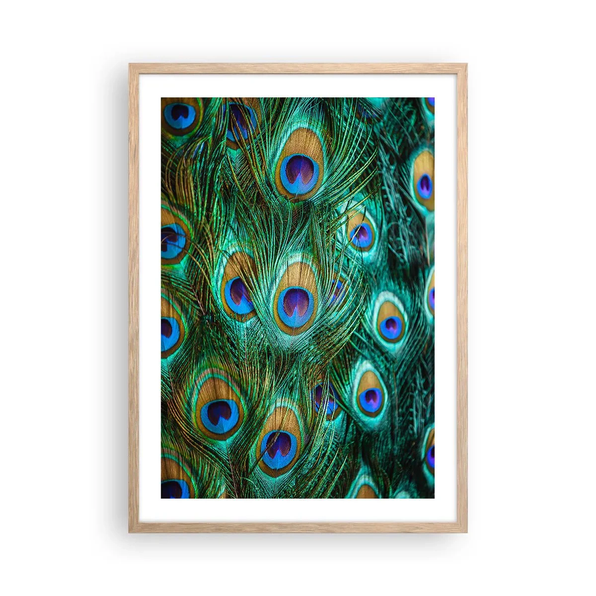 Affiche dans un chêne clair - Poster - Un regard de paon - 50x70 cm