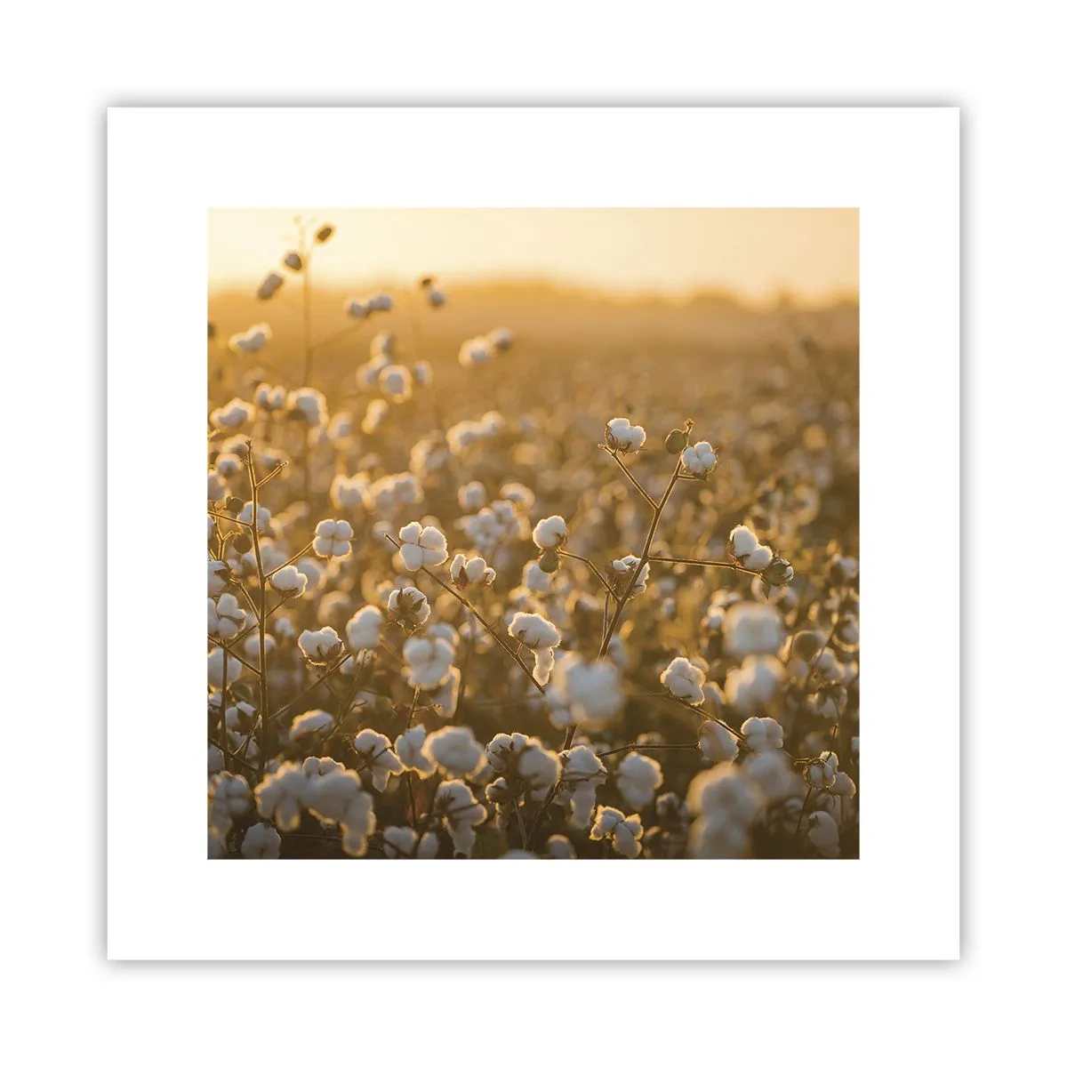 Affiche - Poster - Champ moelleux - 30x30 cm