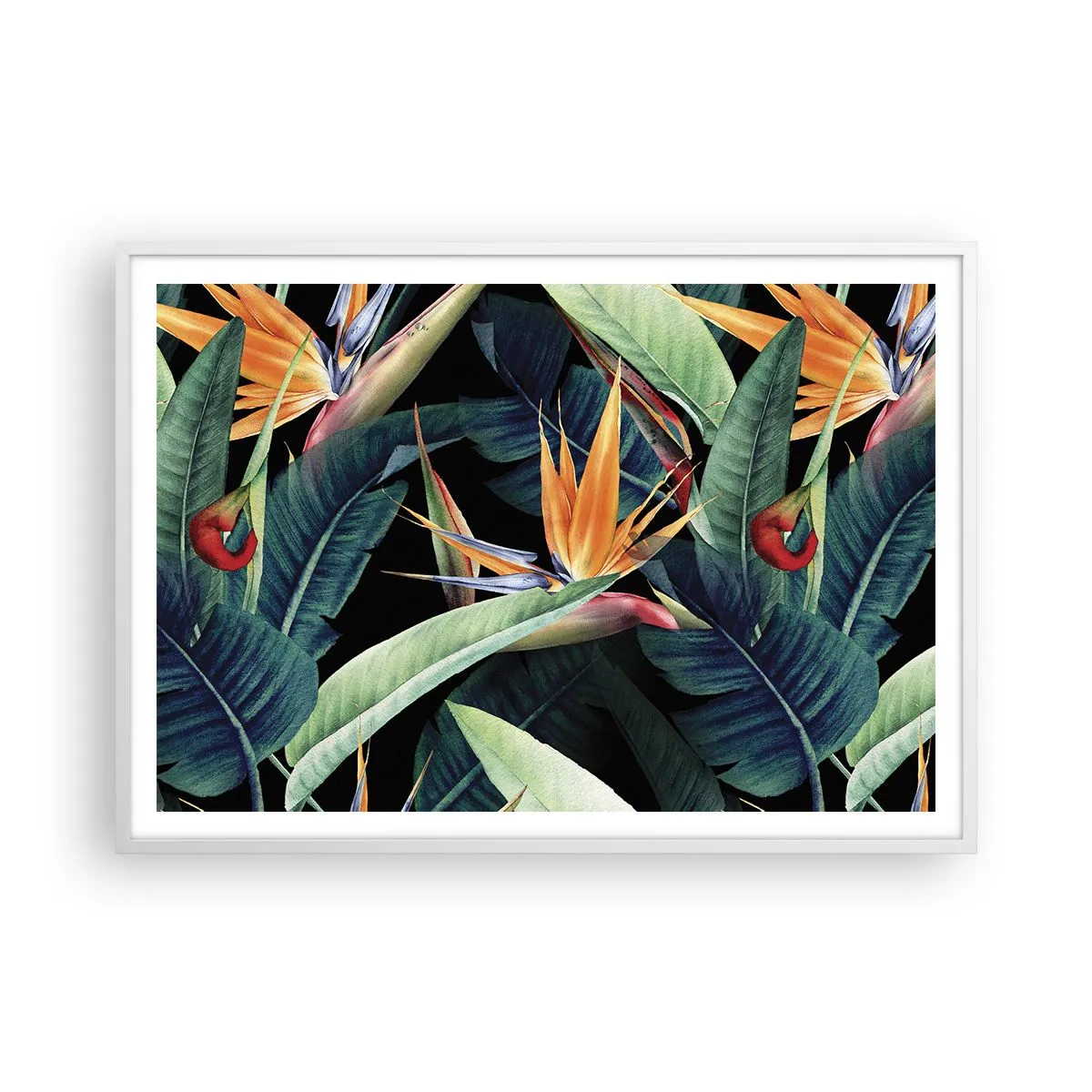 Affiche dans un cadre blanc - Poster - Fleurs flamboyantes des tropiques - 100x70 cm
