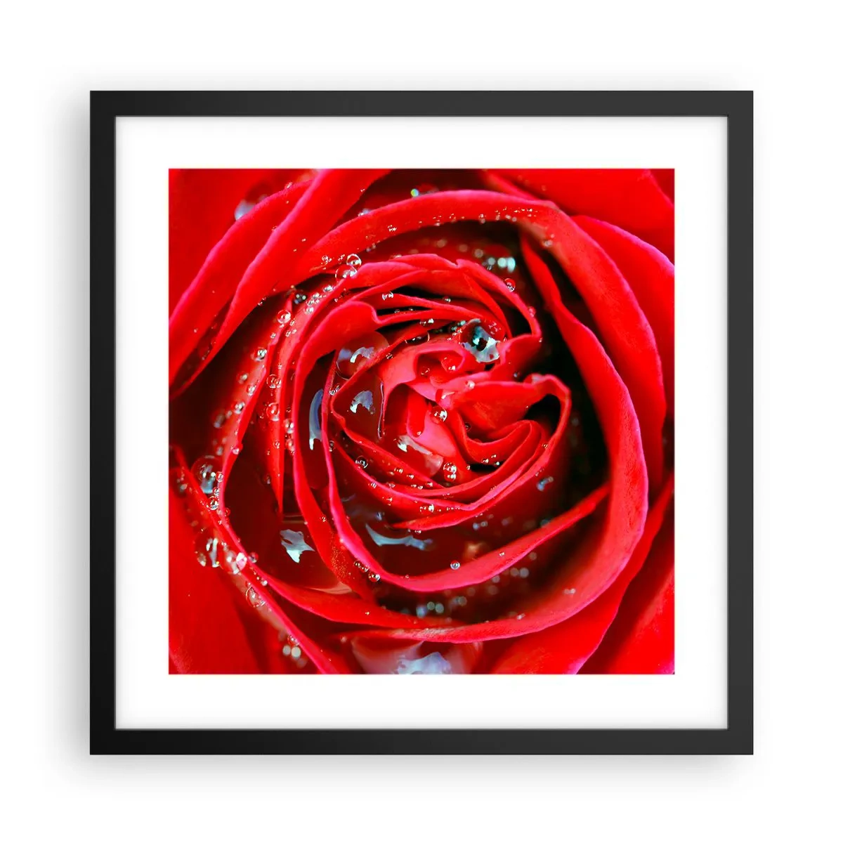Affiche dans un cadre noir - Poster - Dans les gouttes de rosée - 40x40 cm