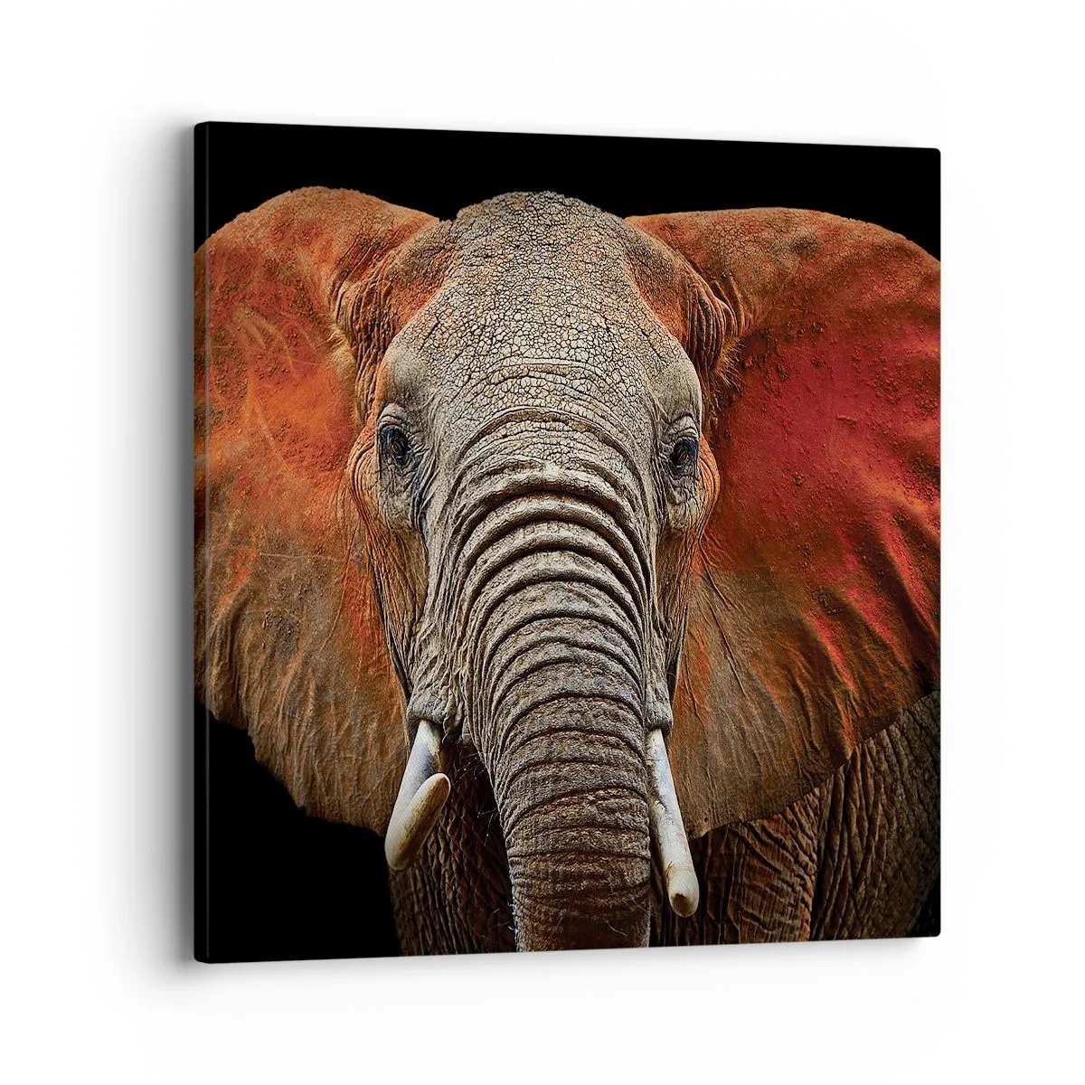 Impression sur toile - Image sur toile - Je suis sauvage, et toi? - 40x40 cm