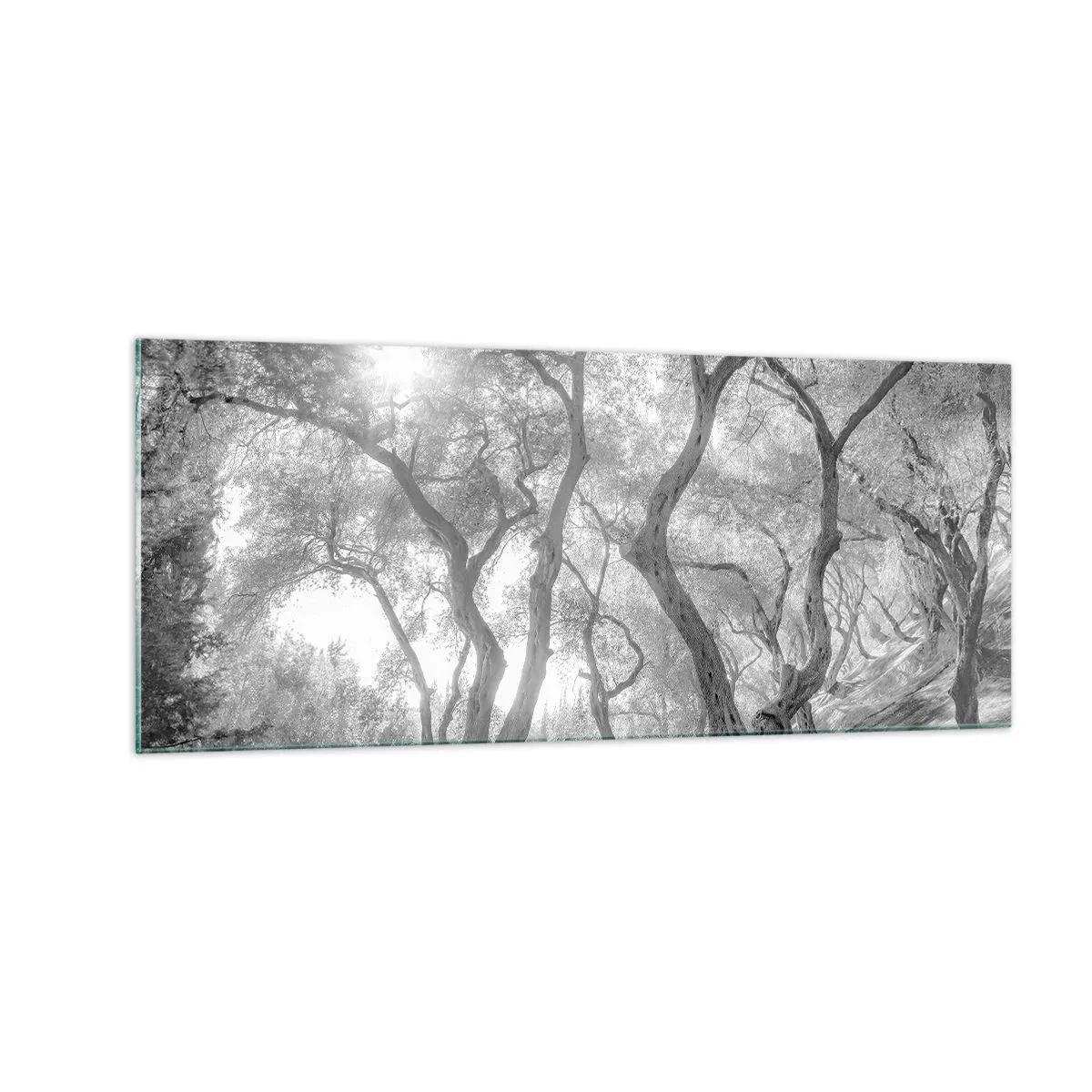 Impression sur verre - Image sur verre - Dans l'oliveraie - 100x40 cm