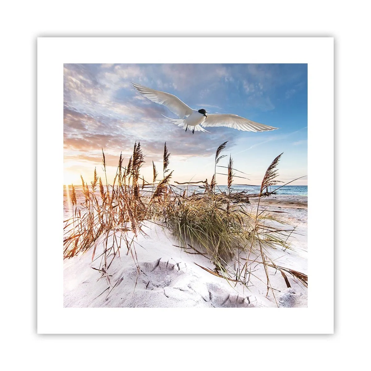 Affiche - Poster - Vent de mer - 40x40 cm