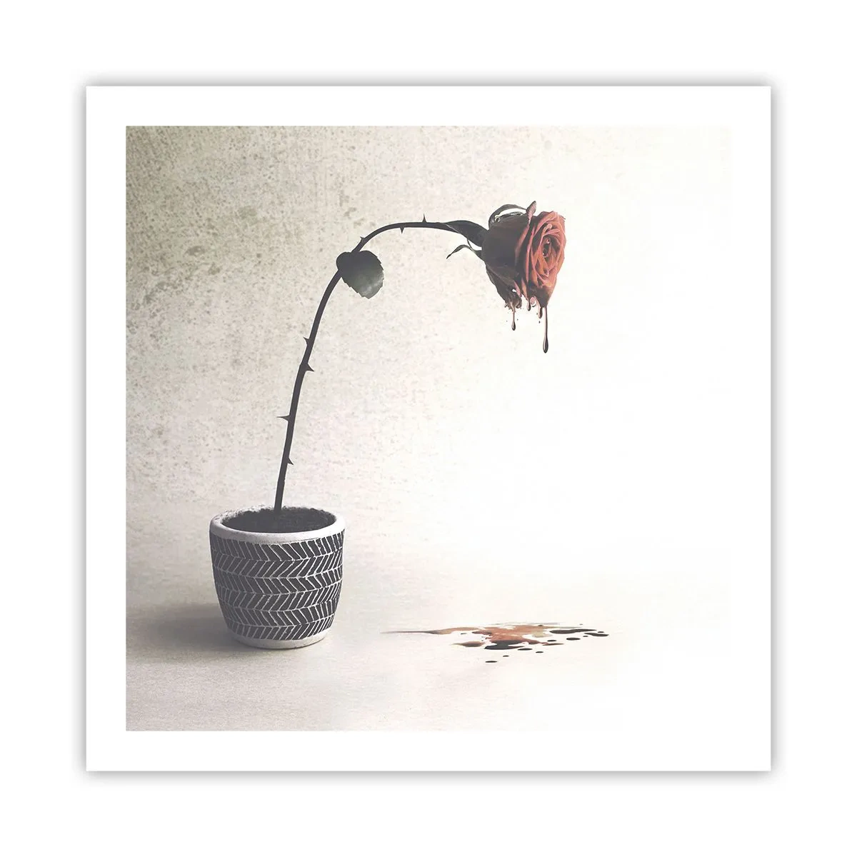 Affiche - Poster - Rosa dolorosa - 60x60 cm