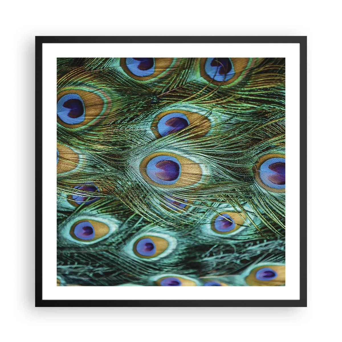Affiche dans un cadre noir - Poster - Un regard de paon - 60x60 cm