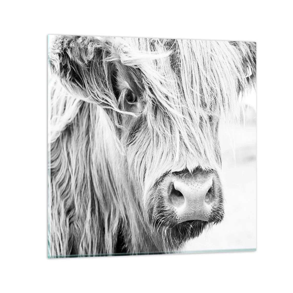 Impression sur verre - Image sur verre - Sauvagerie écossaise - 60x60 cm