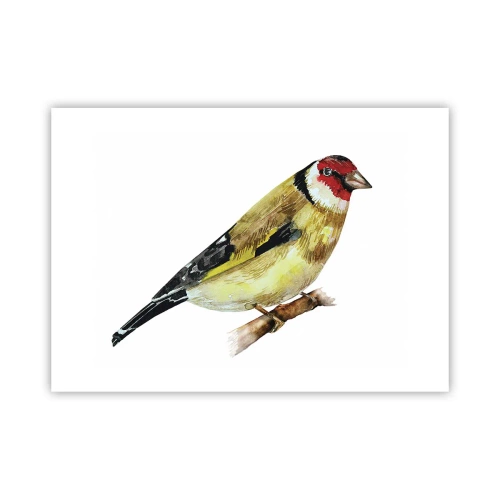 Affiche - Poster - Portrait d'oiseau - 70x50 cm