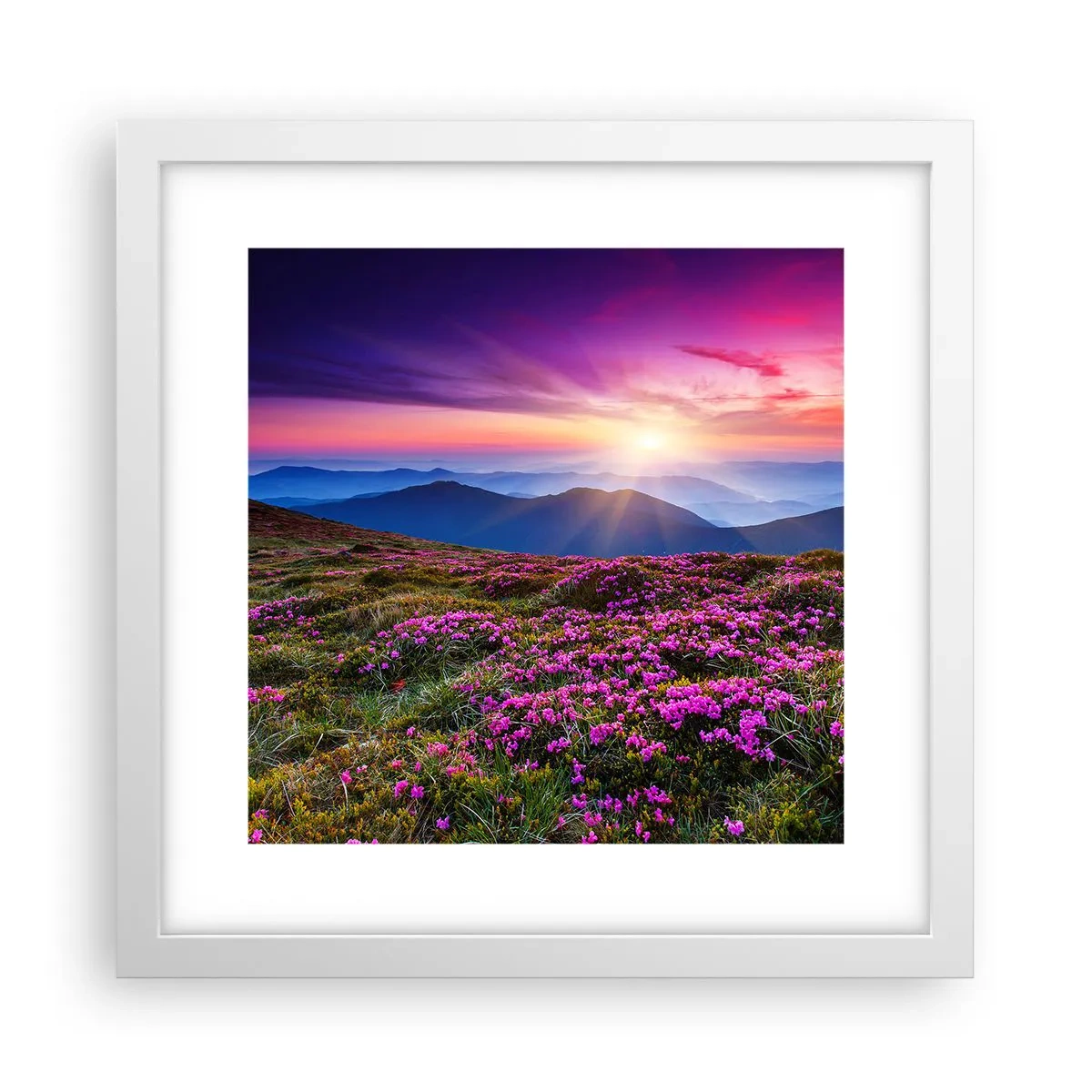 Affiche dans un cadre blanc - Poster - Les herbes sentaient les grappes fraîches de la récolte - 30x30 cm