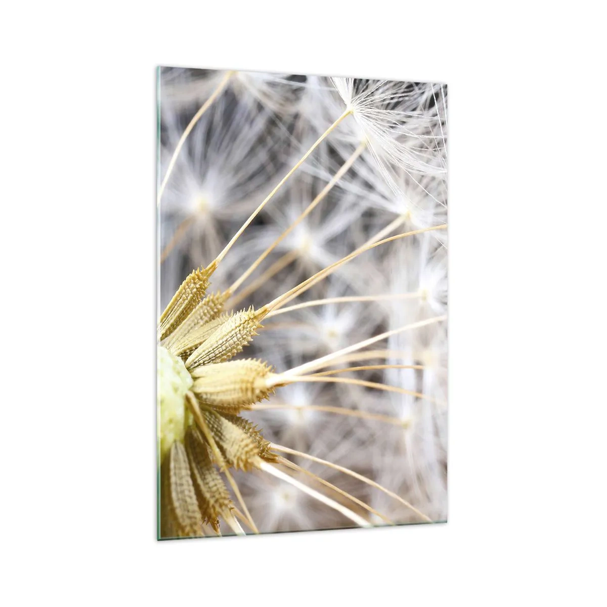 Impression sur verre - Image sur verre - Photographie macro d'un pissenlit aux graines délicates - 70x100cm - Juste avant le départ - Décoration murale moderne pour le salon et la chambre ARTTOR