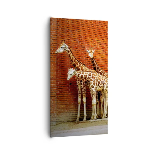 Impression sur toile - Image sur toile - Voyez-vous des acacias ? - 65x120 cm