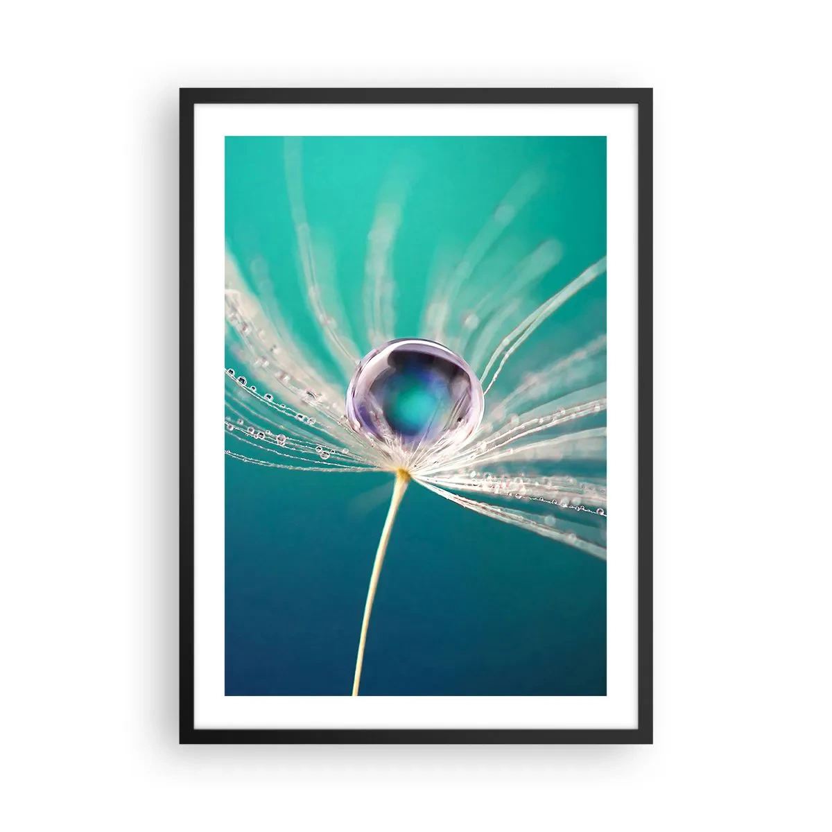Affiche dans un cadre noir - Poster - Macrophotographie d'une goutte d'eau sur un pissenlit - 50x70cm - Moment mystique - Décoration murale moderne pour le salon et la chambre ARTTOR