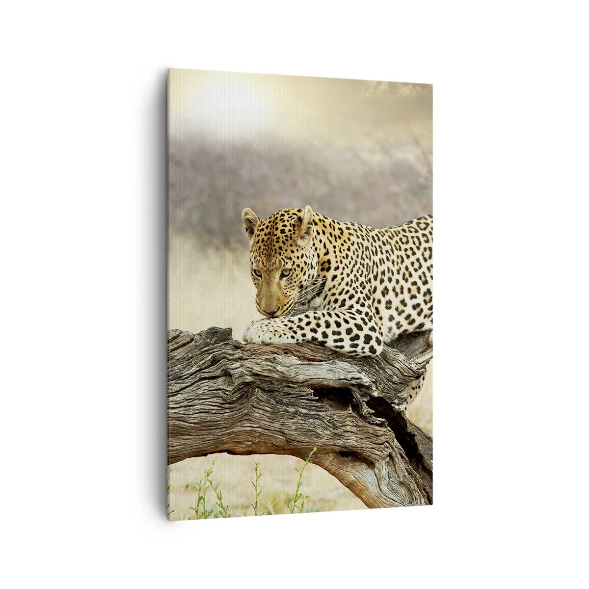 Impression sur toile - Image sur toile - Un léopard se reposant sur un tronc d'arbre dans la savane - 80x120cm - Je suis ma propre route - Décoration murale moderne pour le salon et la chambre ARTTOR