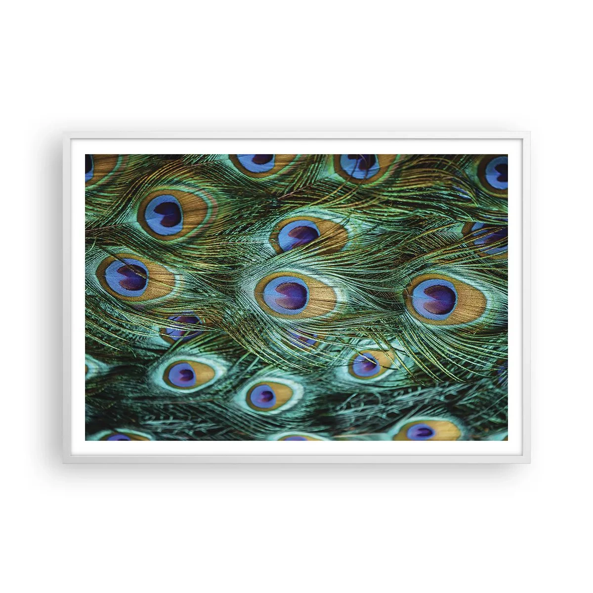 Affiche dans un cadre blanc - Poster - Un regard de paon - 100x70 cm