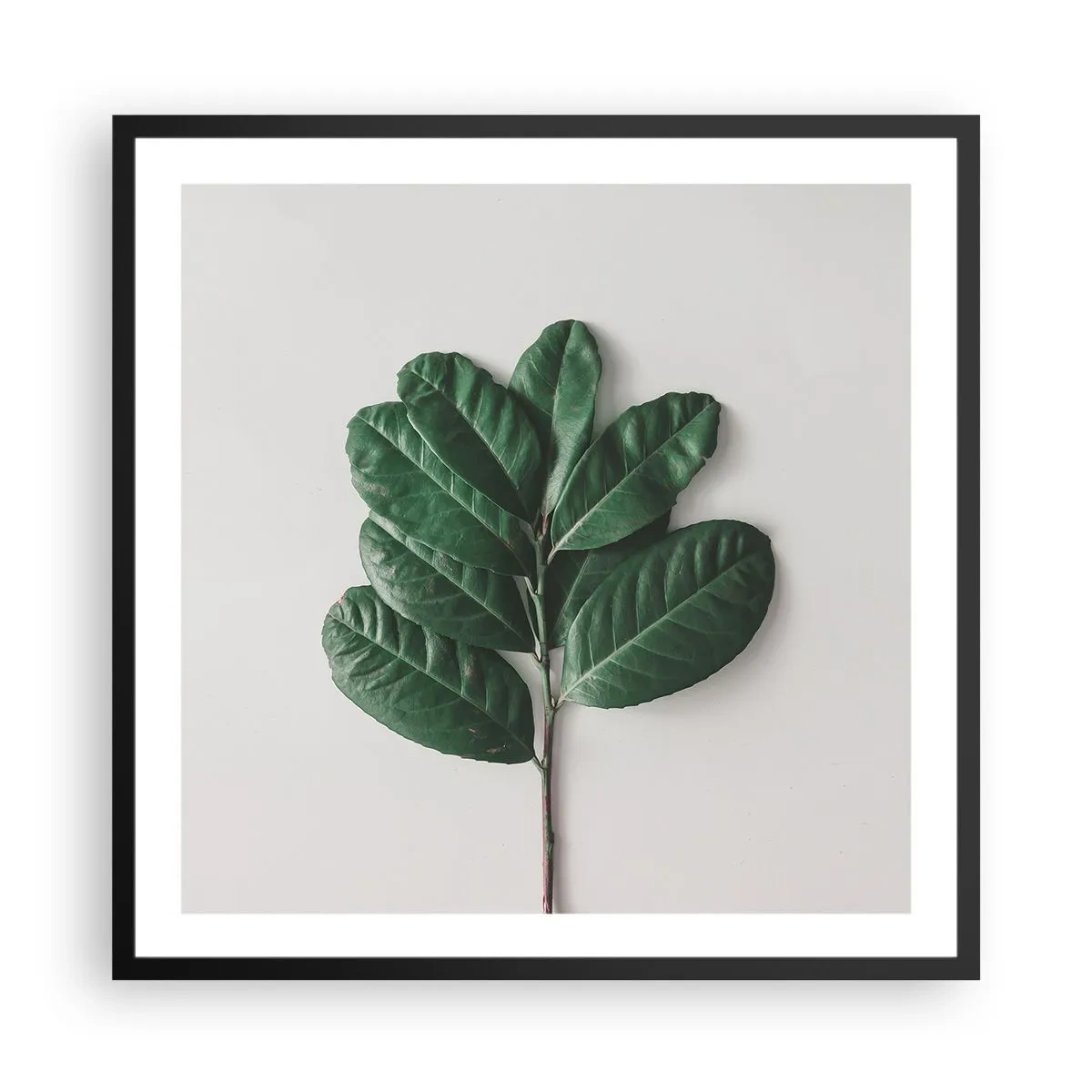 Affiche dans un cadre noir - Poster - Dessin de la nature elle-même - 60x60 cm