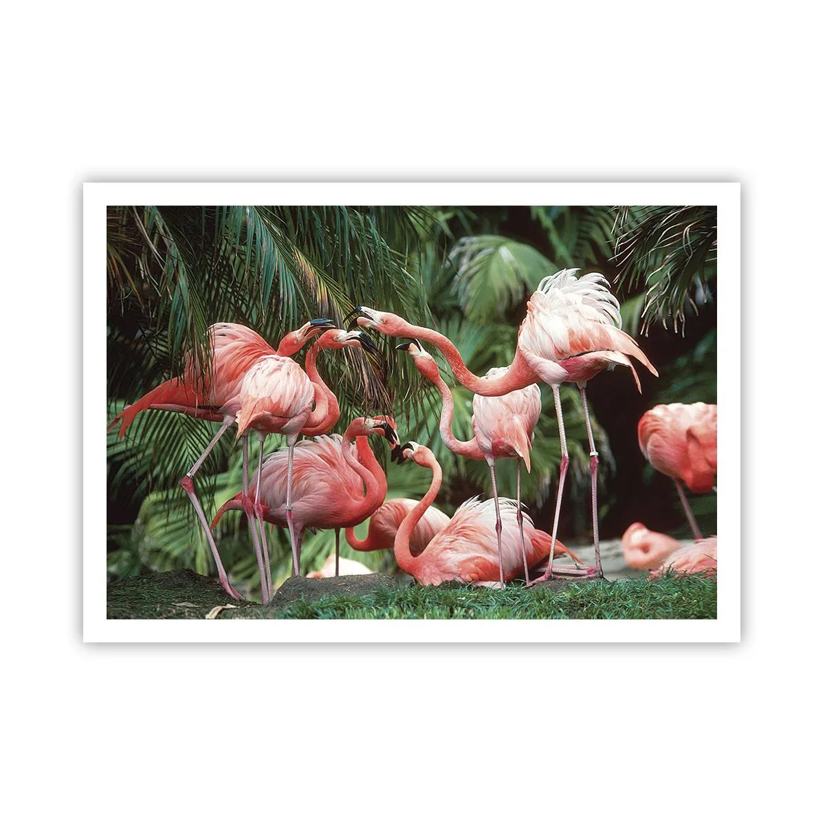 Affiche - Poster - Un groupe de flamants roses dans un cadre tropical entouré de palmiers - 100x70cm - Potins d'après-midi - Décoration murale moderne pour le salon et la chambre ARTTOR