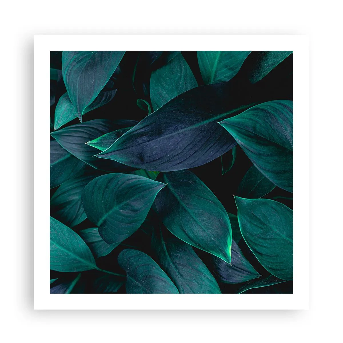 Affiche - Poster - le vert lui-même - 60x60 cm
