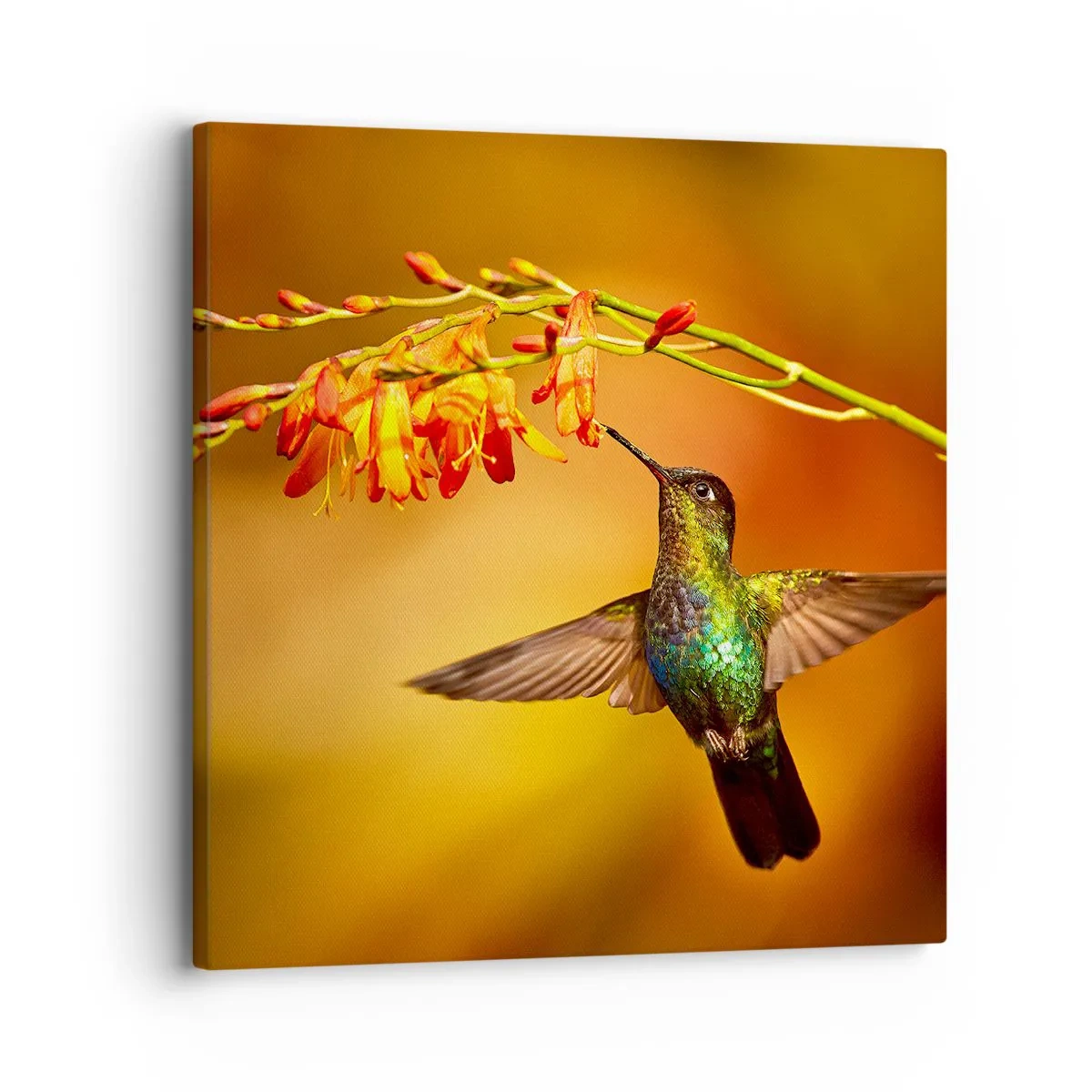 Impression sur toile - Image sur toile - Un messager de lumière selon les Mayas - 30x30 cm