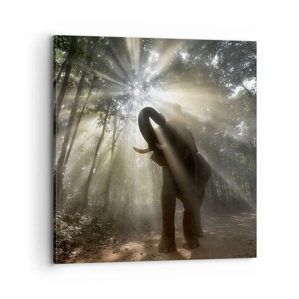 Impression sur toile - Image sur toile - Sous la bonne étoile - 70x70 cm