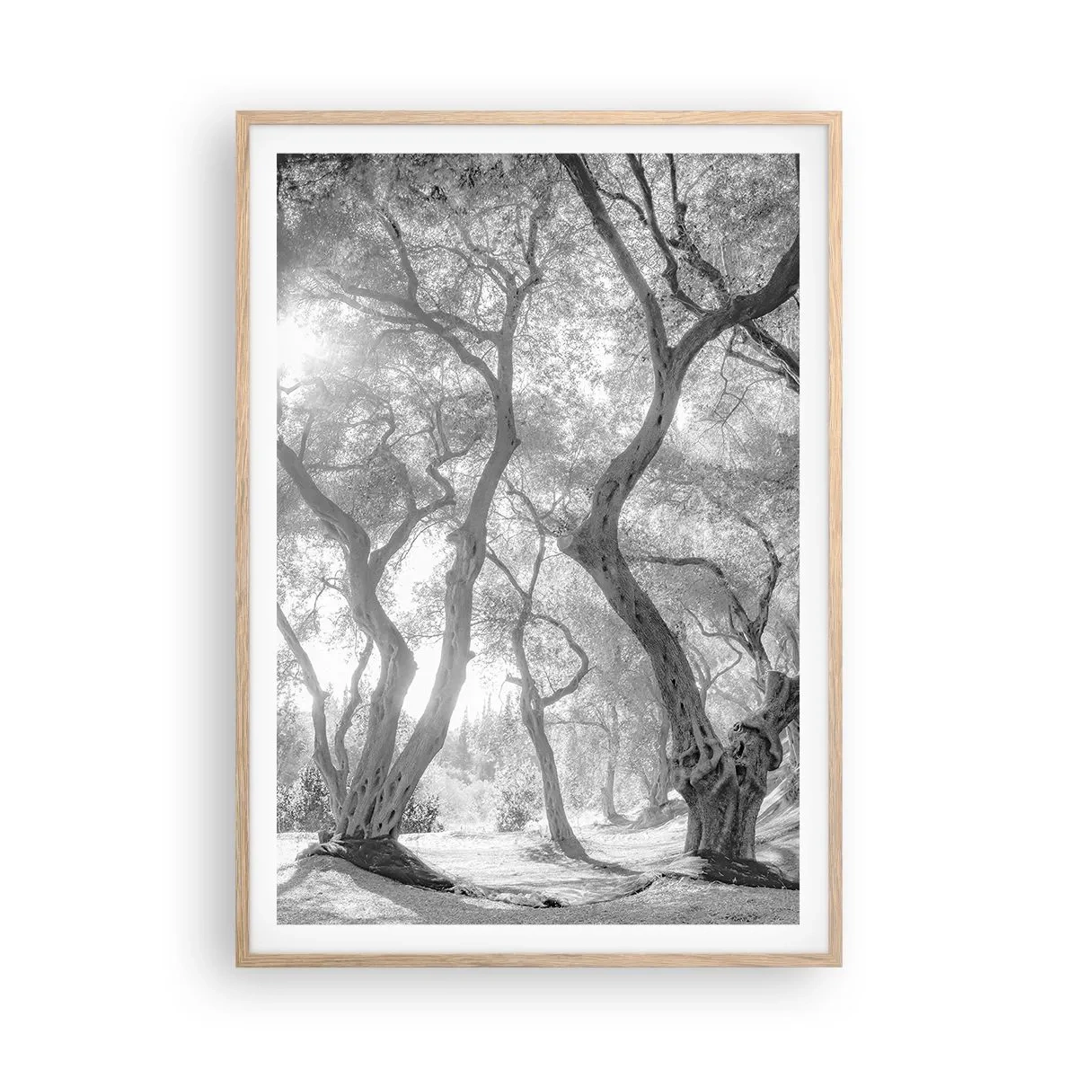 Affiche dans un chêne clair - Poster - Dans l'oliveraie - 70x100 cm