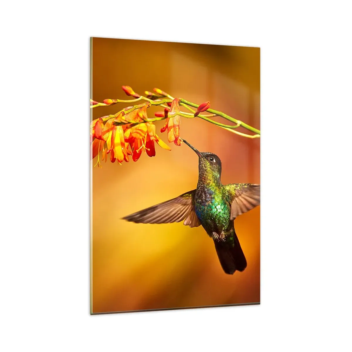 Impression sur verre - Image sur verre - Colibri près d'une fleur dans la lumière chaude - 80x120cm - Un messager de lumière selon les Mayas - Décoration murale moderne pour le salon et la chambre ARTTOR