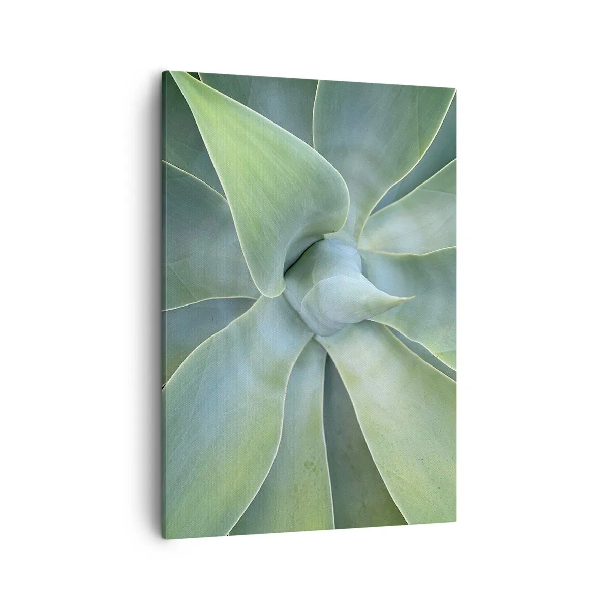 Impression sur toile - Image sur toile - Feuilles d'agave subtiles dans des tons verts - 50x70cm - La naissance de la verdure - Décoration murale moderne pour le salon et la chambre ARTTOR