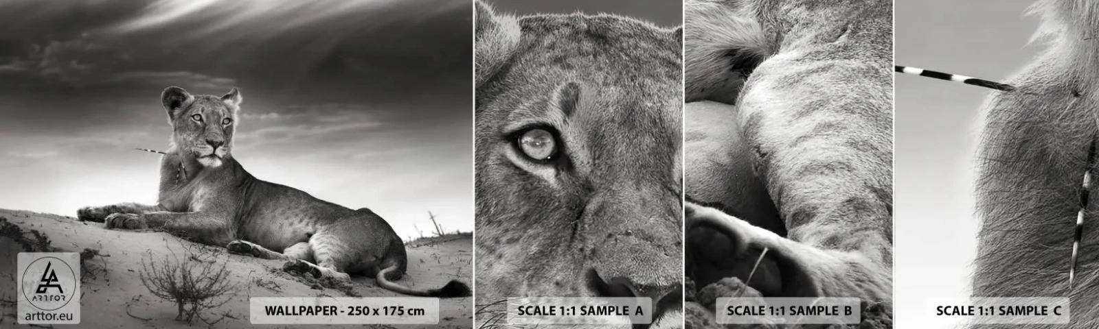 Échantillon de Papier Peint Autocollant Deluxe Sticker - La reine du désert reste - Animaux, Lion, Désert - 100x30 cm