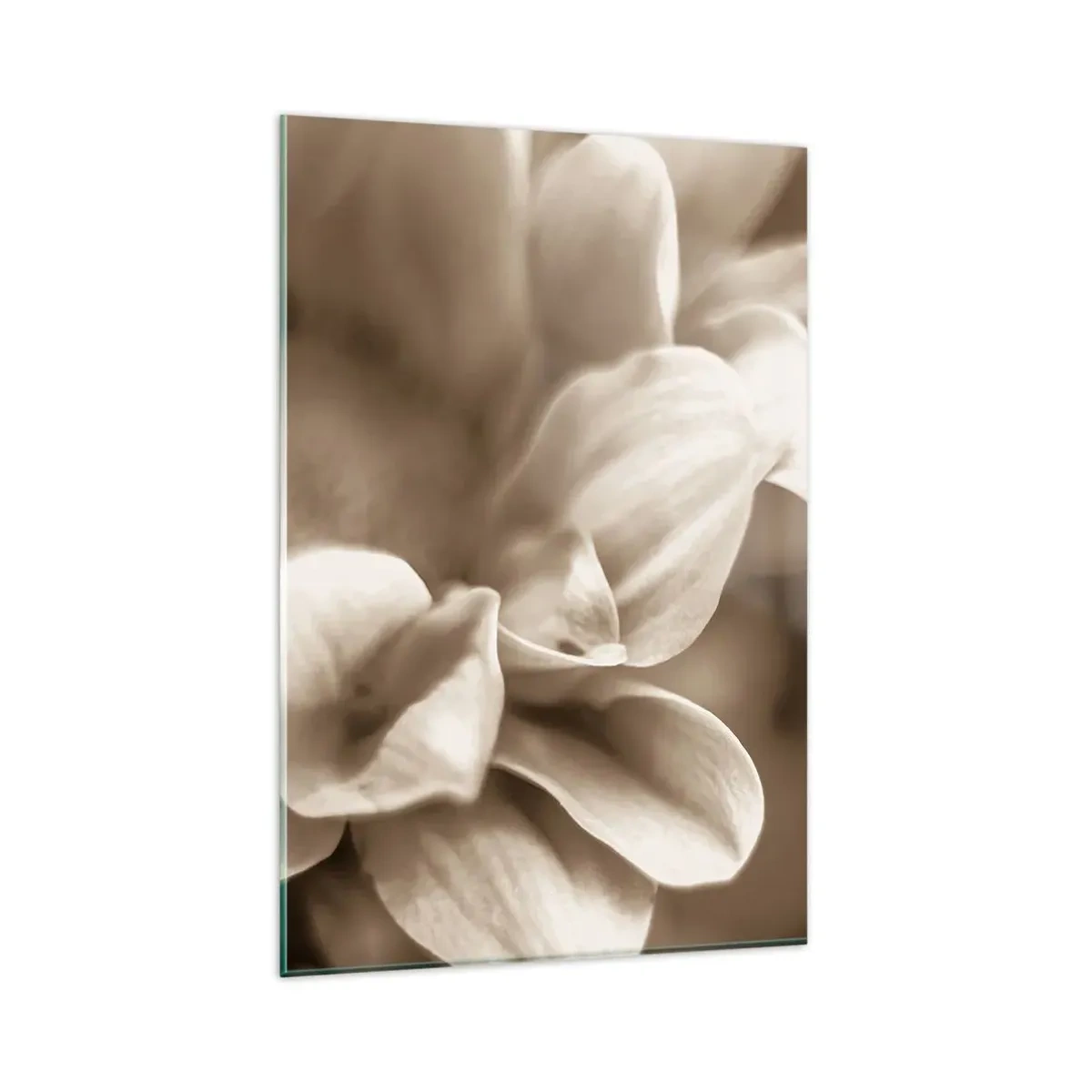 Impression sur verre - Image sur verre - Gros plan de fleurs dans un ton sépia délicat avec des contours doux - 80x120cm - Doux comme un sourire - Décoration murale moderne pour le salon et la chambre ARTTOR