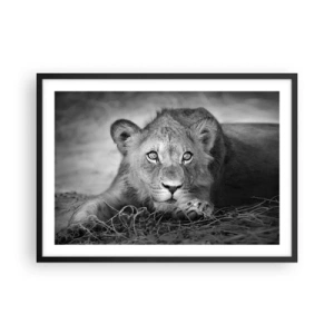Affiche dans un cadre noir - Poster - Portrait monochrome d'un jeune lion couché - 70x50cm - Chiot royal - Décoration murale moderne pour le salon et la chambre ARTTOR