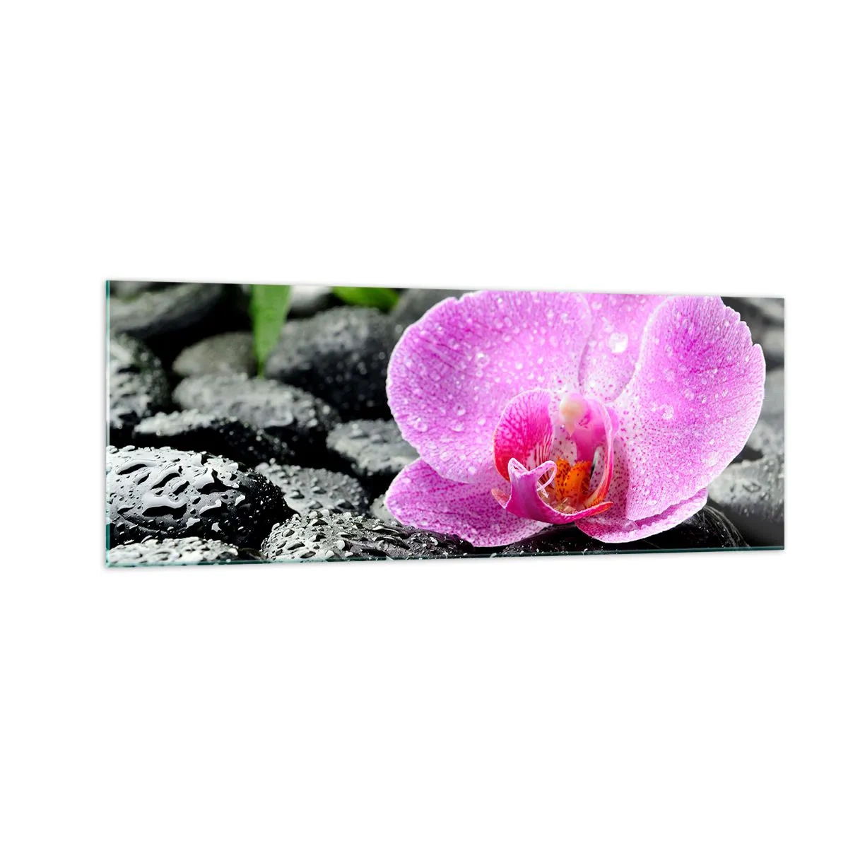 Impression sur verre - Image sur verre - Orchidée rose sur des pierres noires humides avec des feuilles vertes - 140x50cm - Comme un coeur ouvert - Décoration murale moderne pour le salon et la chambre ARTTOR