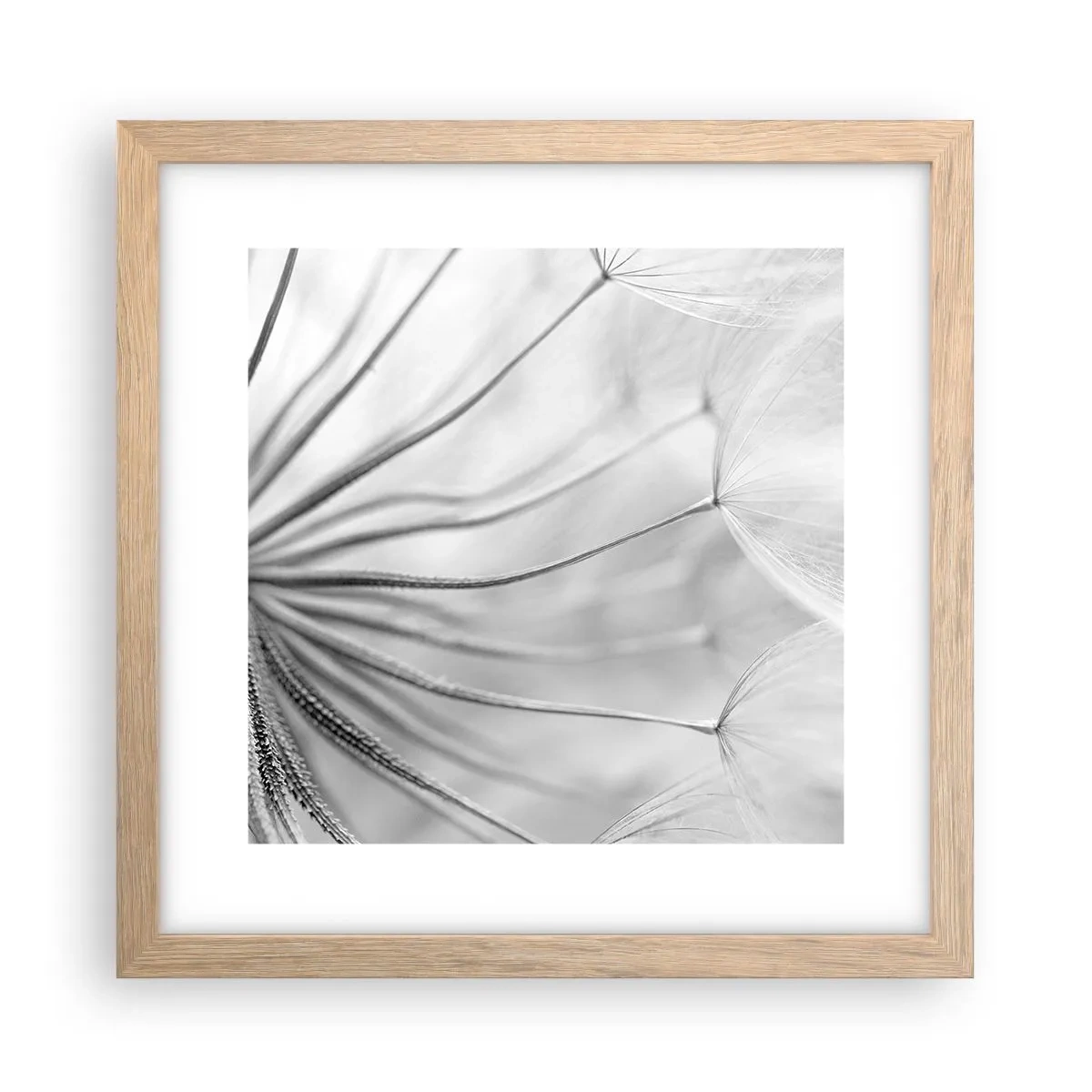 Affiche dans un chêne clair - Poster - Aigrette avant son envol - 30x30 cm