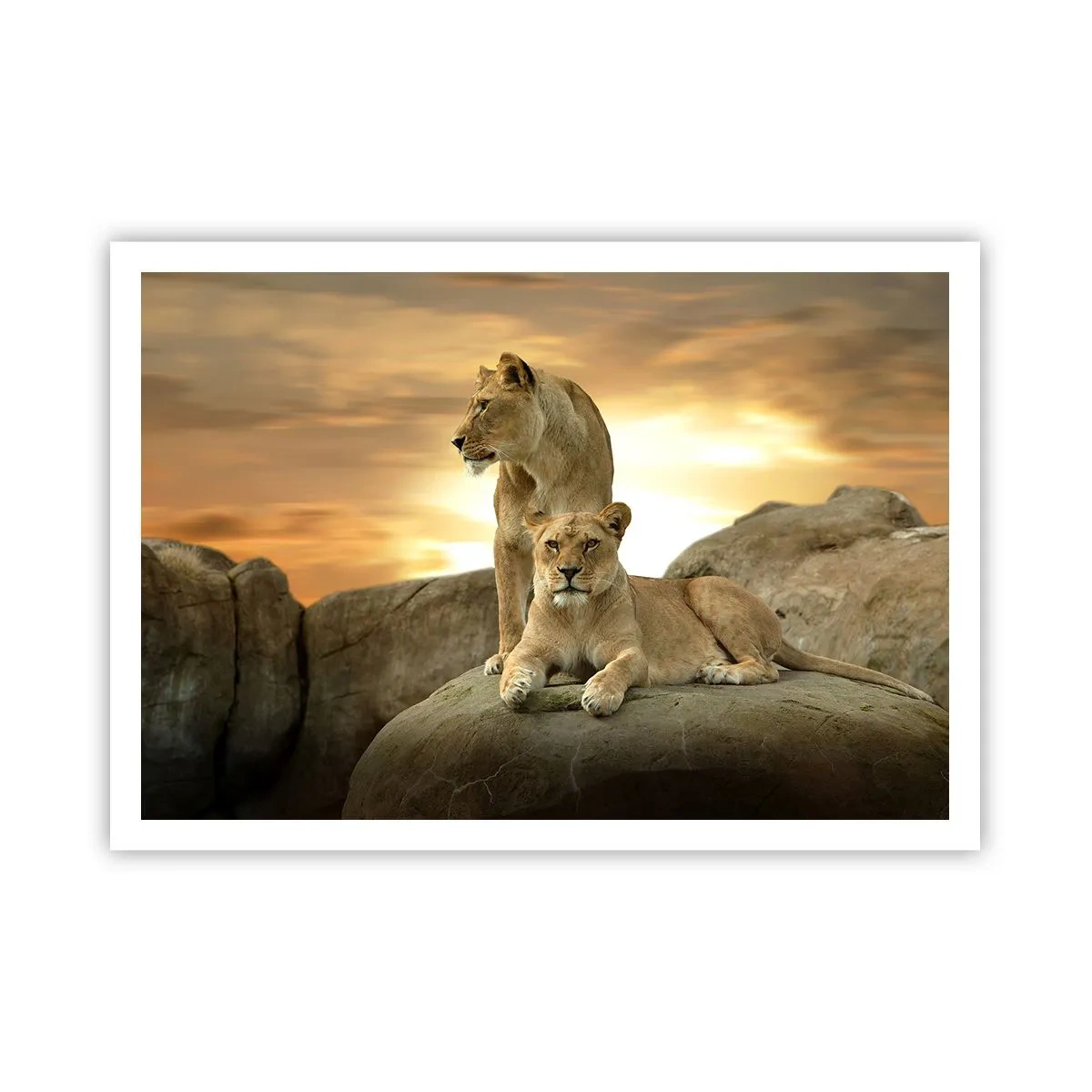 Affiche - Poster - Deux lionnes se reposant sur un rocher au coucher du soleil - 100x70cm - Majesté royale - Décoration murale moderne pour le salon et la chambre ARTTOR