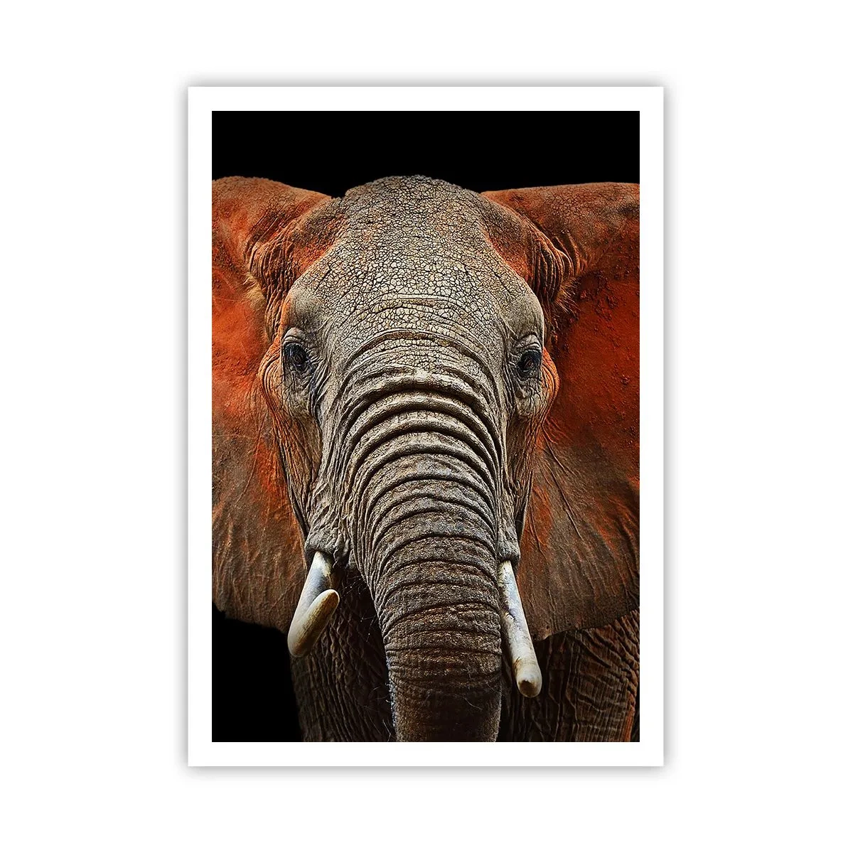 Affiche - Poster - Je suis sauvage, et toi? - 70x100 cm