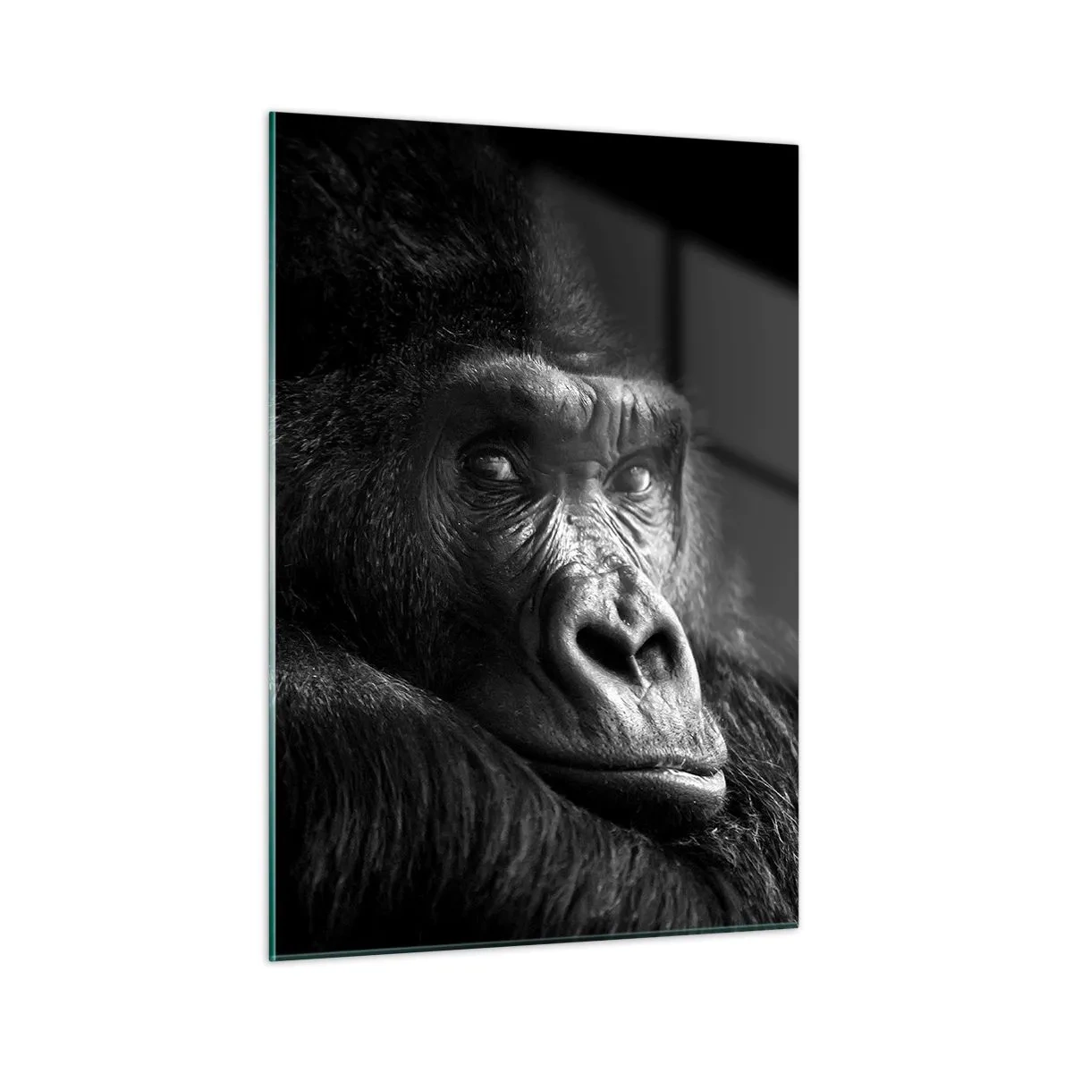 Impression sur verre - Image sur verre - Portrait noir et blanc d'un gorille à l'ombre d'une fenêtre - 50x70cm - Et qu'est-ce que tu regardes? - Décoration murale moderne pour le salon et la chambre ARTTOR