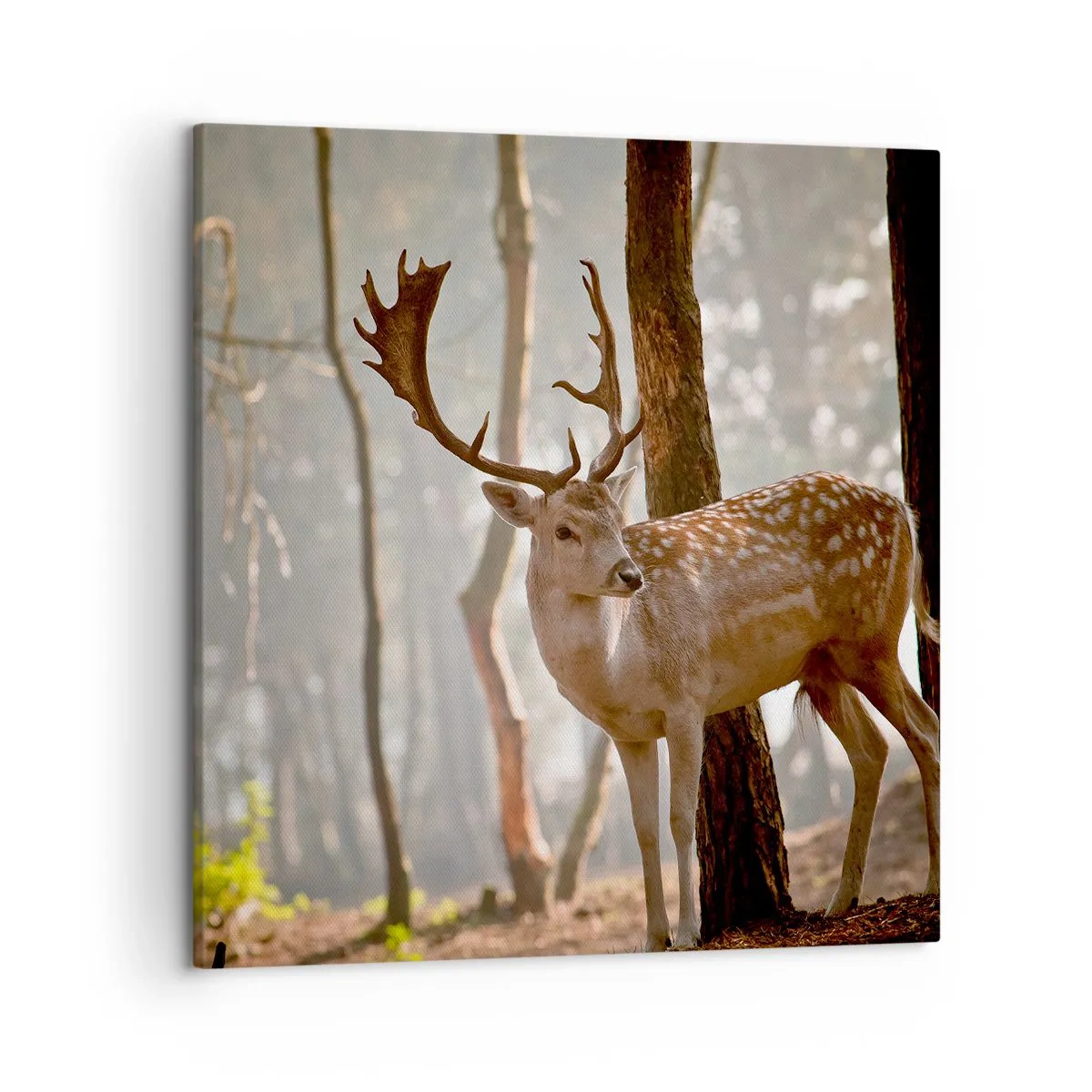 Impression sur toile - Image sur toile - La lumière de la jeunesse - 50x50 cm