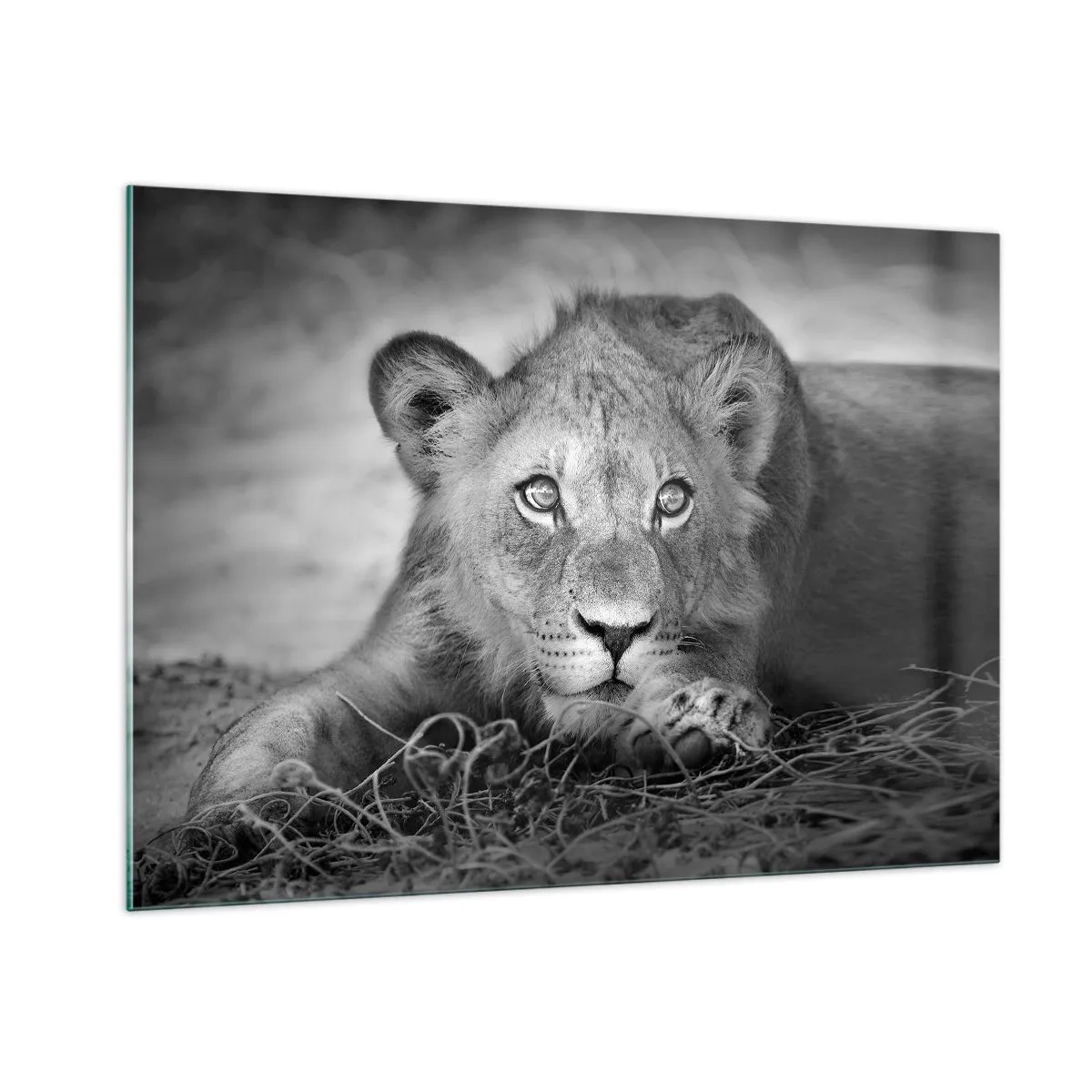 Impression sur verre - Image sur verre - Un lionceau en noir et blanc regardant la caméra - 100x70cm - Chiot royal - Décoration murale moderne pour le salon et la chambre ARTTOR