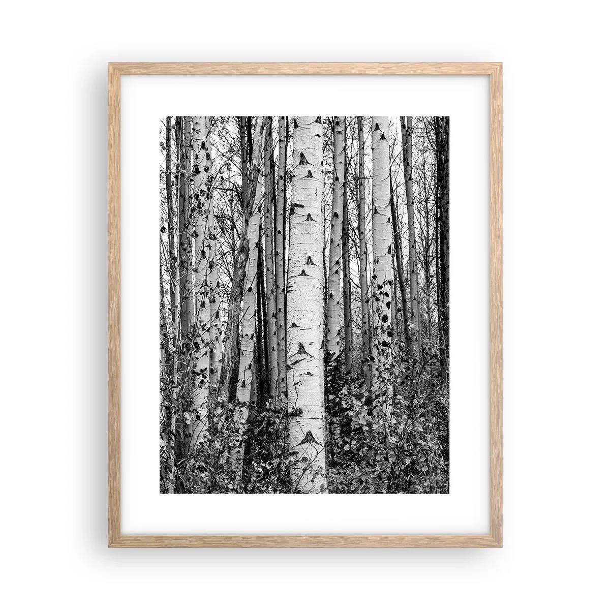 Affiche dans un chêne clair - Poster - Enchevêtrement de bouleau - 40x50 cm