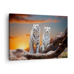 Impression sur toile - Image sur toile - Tigres blancs au soleil couchant sur fond de nature - 70x50cm - Tout comme à Narnia - Décoration murale moderne pour le salon et la chambre ARTTOR