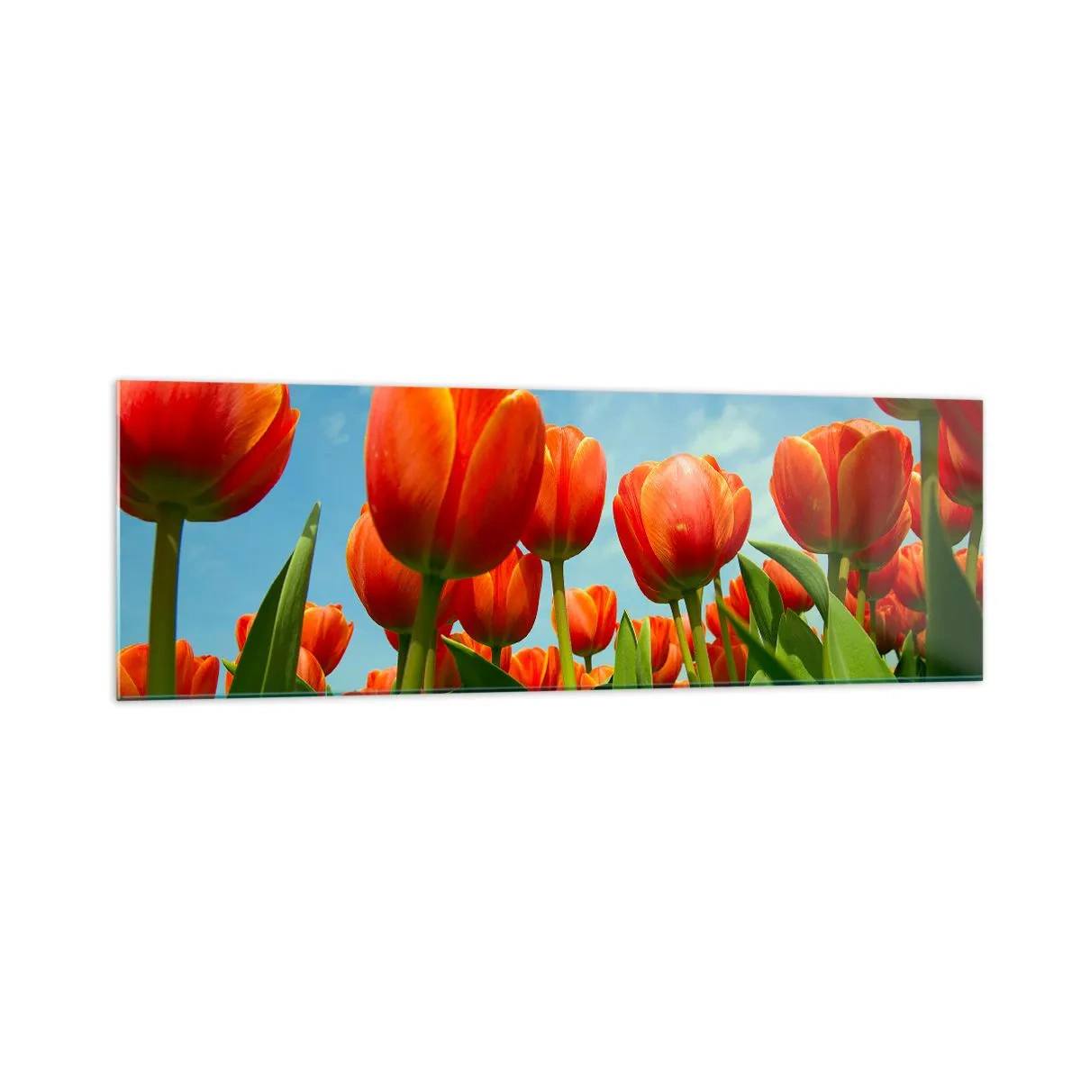 Impression sur verre - Image sur verre - Un champ de tulipes rouges et oranges contre un ciel bleu - 160x50cm - A part le ciel bleu, ils n'ont besoin de rien dans leur vie - Décoration murale moderne pour le salon et la chambre ARTTOR