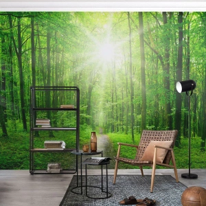 Papier Peint Photo Standard Eco - Cathédrale verte - Paysage, Forêt, Rayons du soleil - 500x350 cm