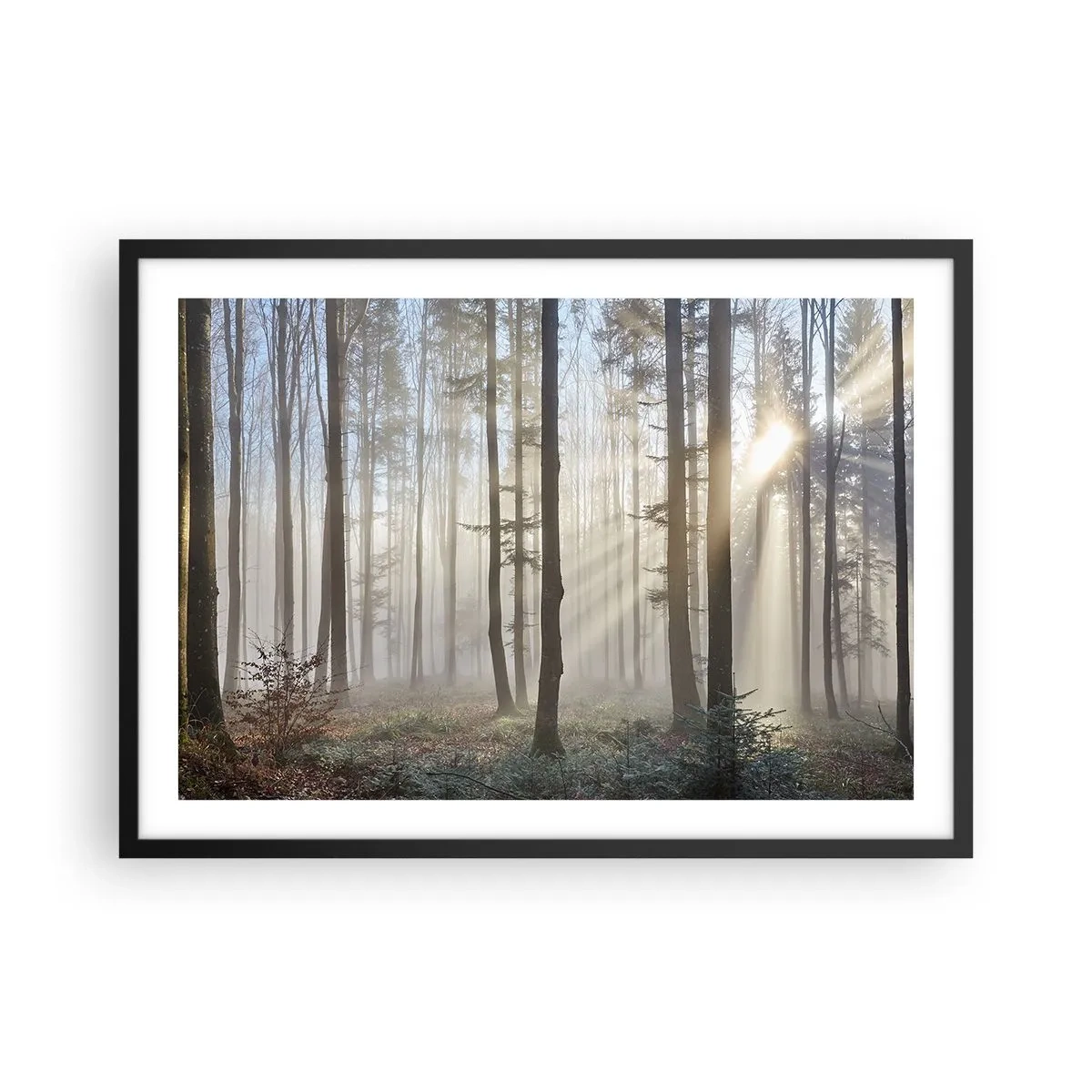 Affiche dans un cadre noir - Poster - Une forêt dans un léger brouillard avec des rayons de soleil qui brillent à travers les arbres - 70x50cm - Le brouillard s'est aussi réveillé - Décoration murale moderne pour le salon et la chambre ARTTOR